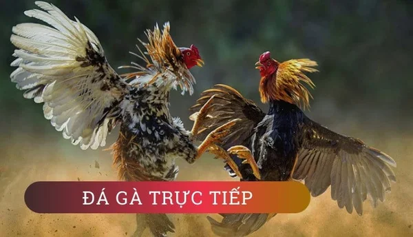 Cách đặt cược ở trong đá gà typhu88 bản 3D