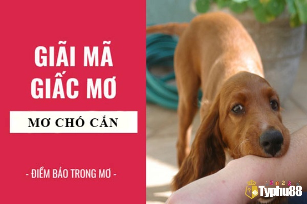 Tại sao có chó cắn trong giấc mơ - mơ bị chó cắn đánh lô bao nhiêu?