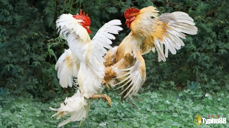 Các thuật ngữ đá gà phổ biến - Từ vựng đầy đủ cho người mới