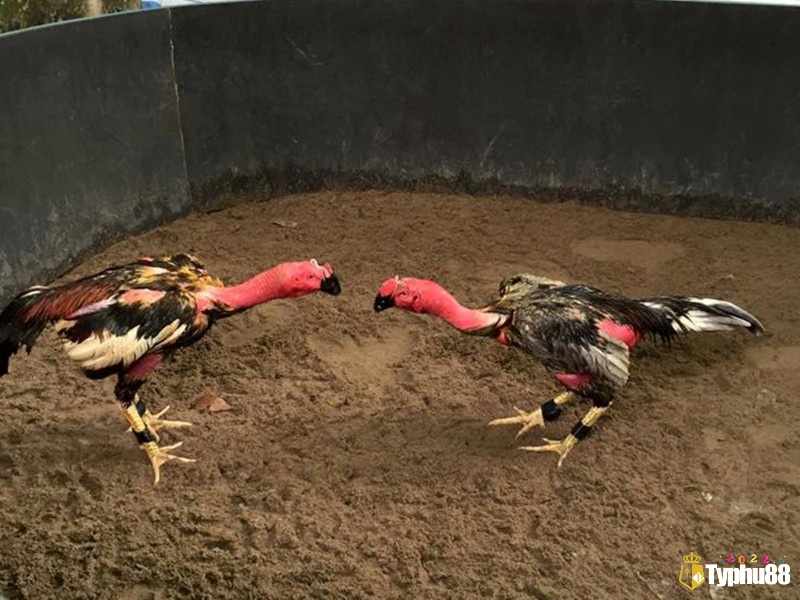 Các thuật ngữ đá gà về phương pháp huấn luyện