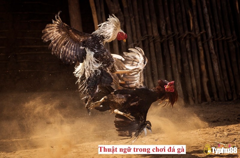Những vấn đề liên quan đến Các thuật ngữ đá gà