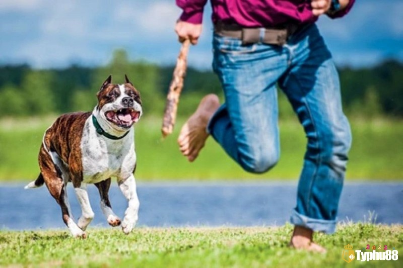 Mơ chó đuổi khiến nhiều chủ mộng lo lắng