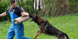 Giải mã giấc mơ chó đuổi đánh số đề nào trúng đậm?