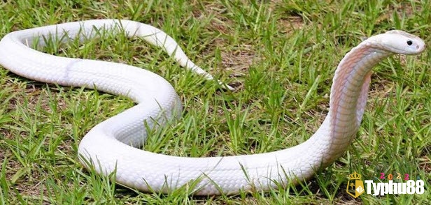 Mơ thấy rắn màu trắng mang nhiều ý nghĩa đặc biệt