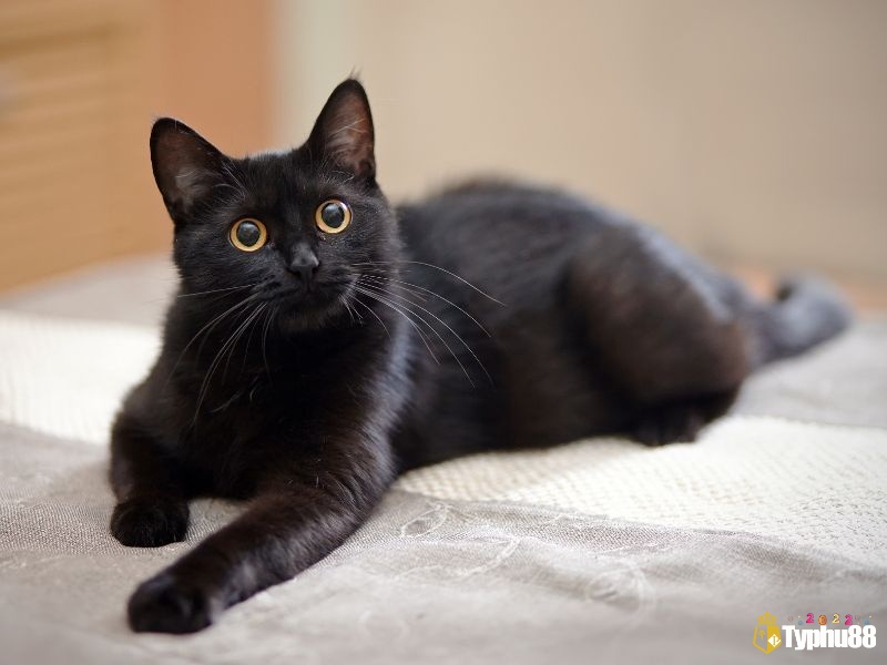 Tìm hiểu thêm giấc mơ khác về mèo đen để giải mã chính xác thông điệp giấc mơ gửi đến