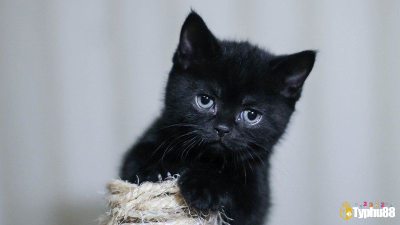 Giấc mơ đang nhắc nhở bạn hãy học cách thận trọng và bảo vệ bản thân