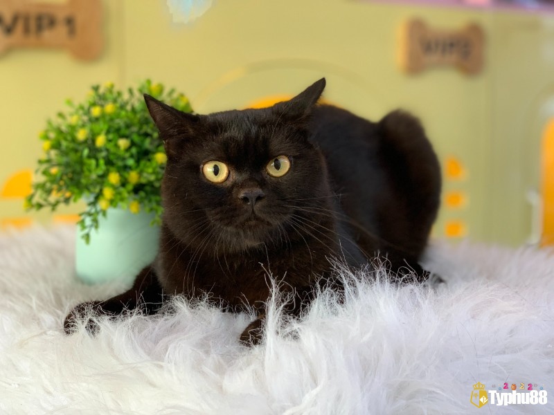 Mơ thấy mèo đen thường đi kèm với những con số may mắn theo bối cảnh mơ 