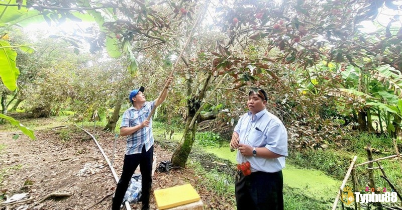 Giấc mơ thấy đi hái trái cây có ý nghĩa liên quan đến sự thành công và nhận lại các kết quả xứng đáng